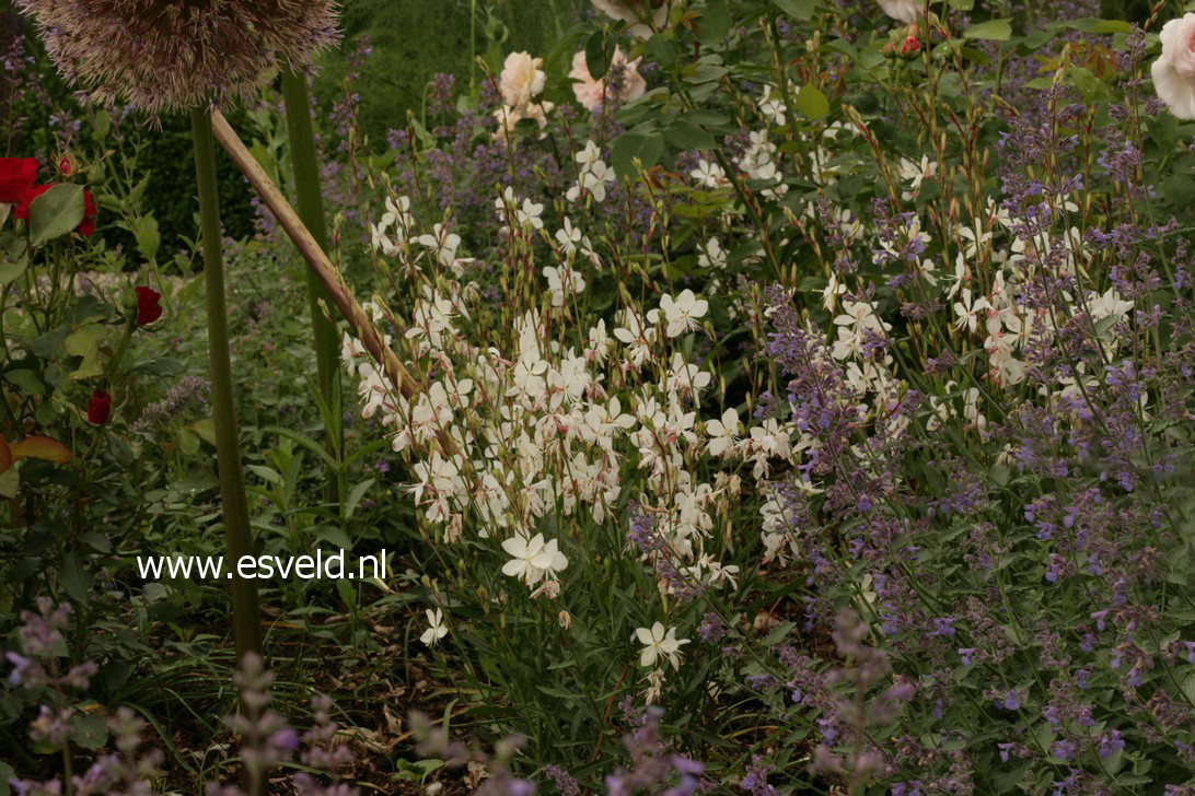 Gaura lindheimeri 'Geyser White' (38915)