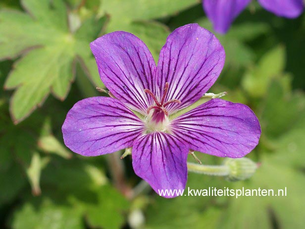 Geranium wlassovianum 'Lakwijk Star' (70507)
