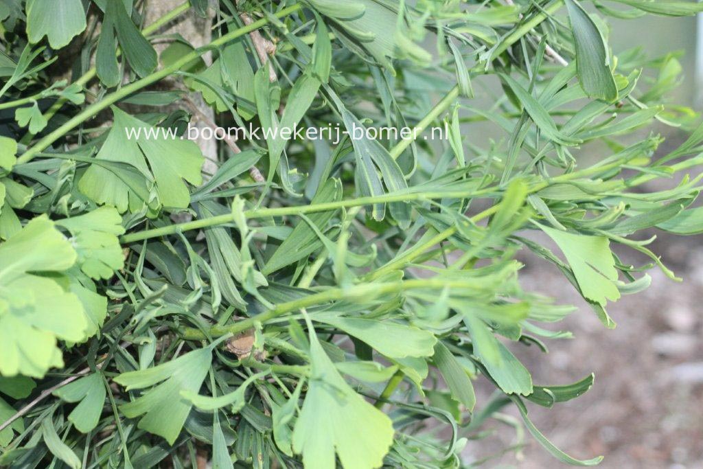 Ginkgo biloba 'Anny's Dwarf'