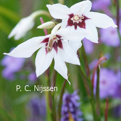 Gladiolus callianthus 'Murielae' (83574)