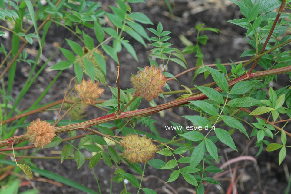 Glycyrrhiza uralensis (24018)