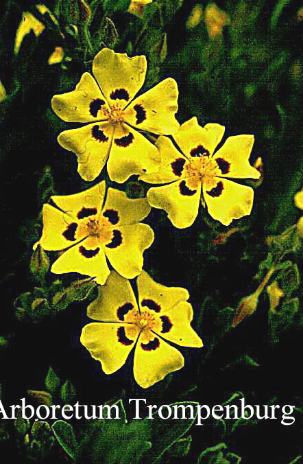 Halimium ocymoides (51352)