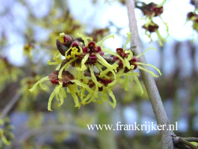 Hamamelis japonica 'Pendula' (69246)