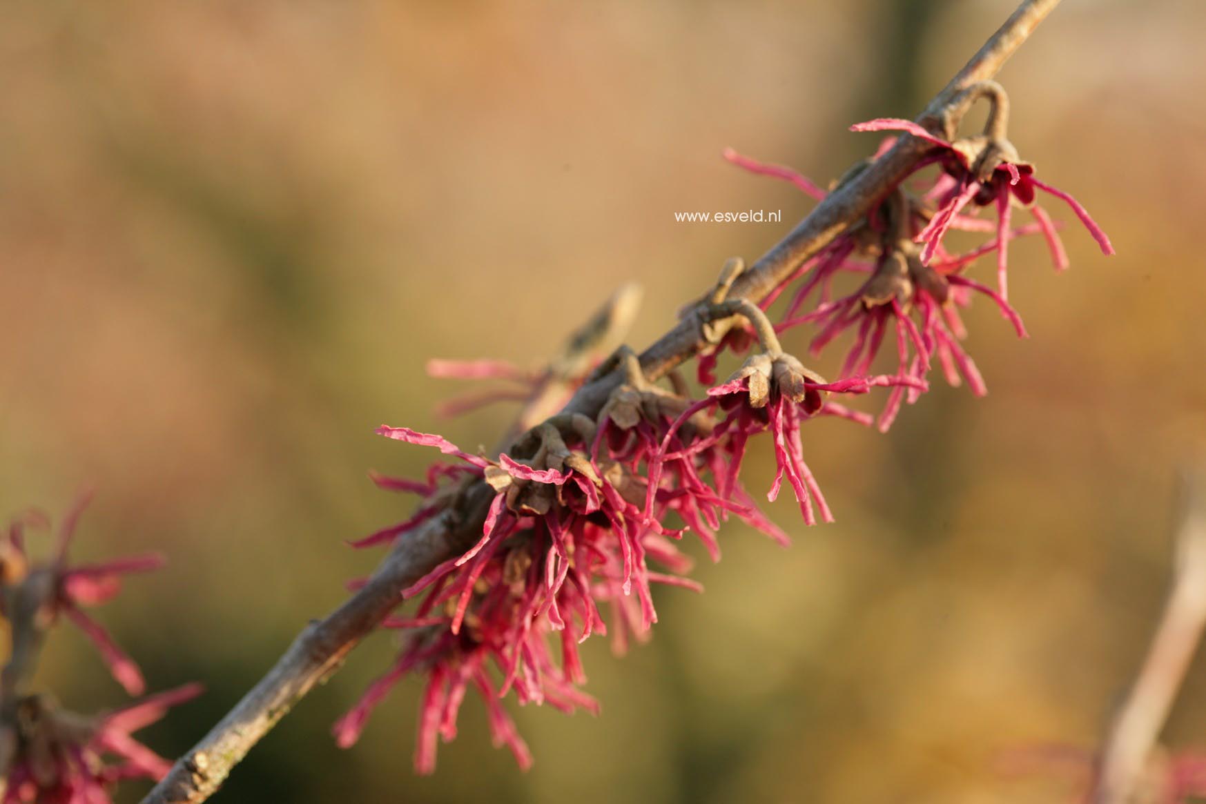 Hamamelis vernalis 'Purple Seedling'