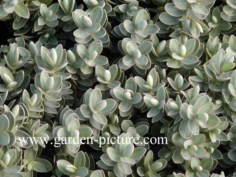 Hebe 'Red Edge' (67743)