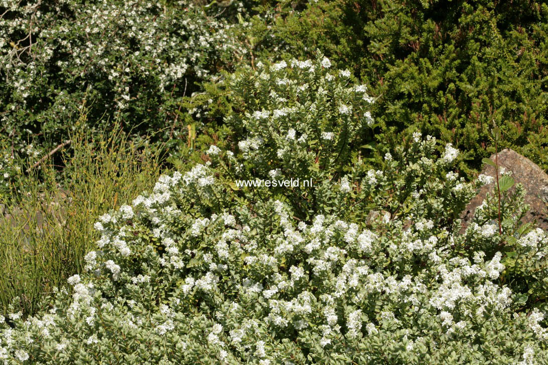 Hebe pinguifolia 'Pagei' Hebe pinguifolia 'Pagei'