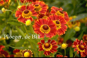 Helenium 'Koenigstiger' (73635)