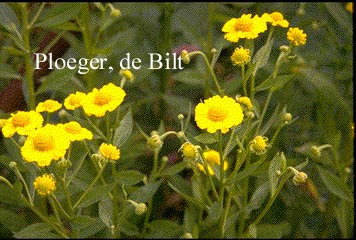 Helenium 'Sonnenwunder' (71887)