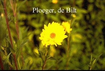 Helianthus mollis (73660)