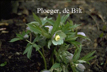 Helleborus purpurascens (73668)