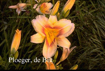 Hemerocallis 'Arkansas Post' (71930)