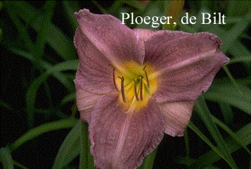 Hemerocallis 'Chosen Love' (74368)