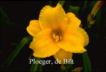 Hemerocallis 'Little Bugger' (73681)