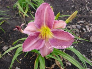 Hemerocallis 'Prairie Blue Eyes'