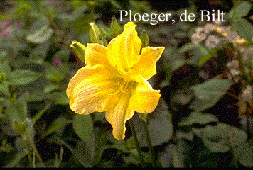 Hemerocallis 'William Munson' (73690)