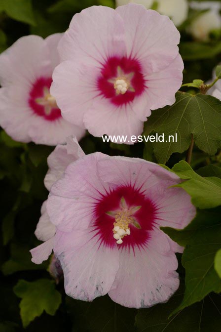 Hibiscus sinosyriacus 'Melmauve' (A7554)