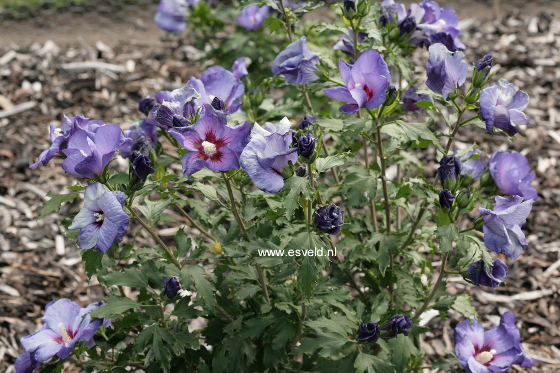 Hibiscus syriacus 'DVPazurri' (AZURRI SATIN)
