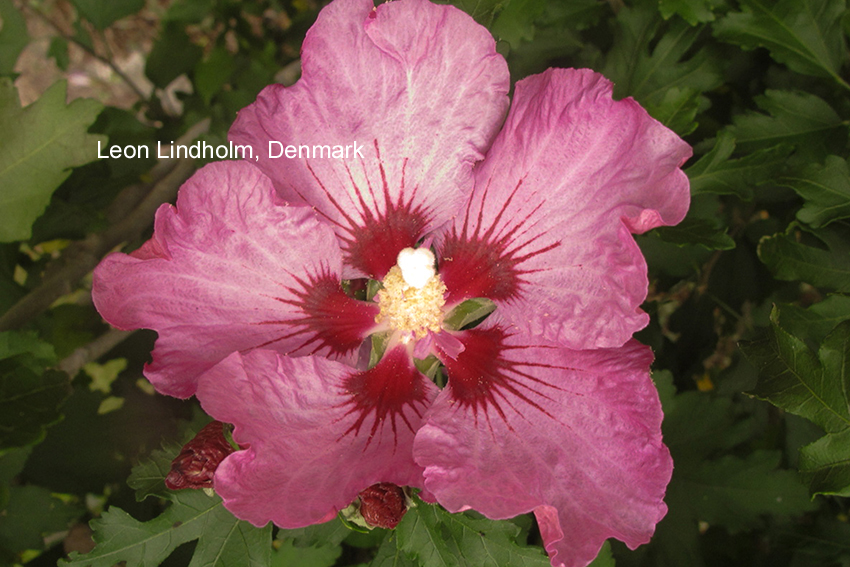 Hibiscus syriacus 'Minrosa' (ROSEALBANE) (80081)