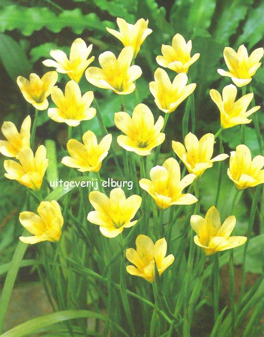 Homeria collina (81142)