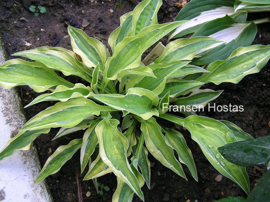 Hosta 'Hanky Panky' (86224)
