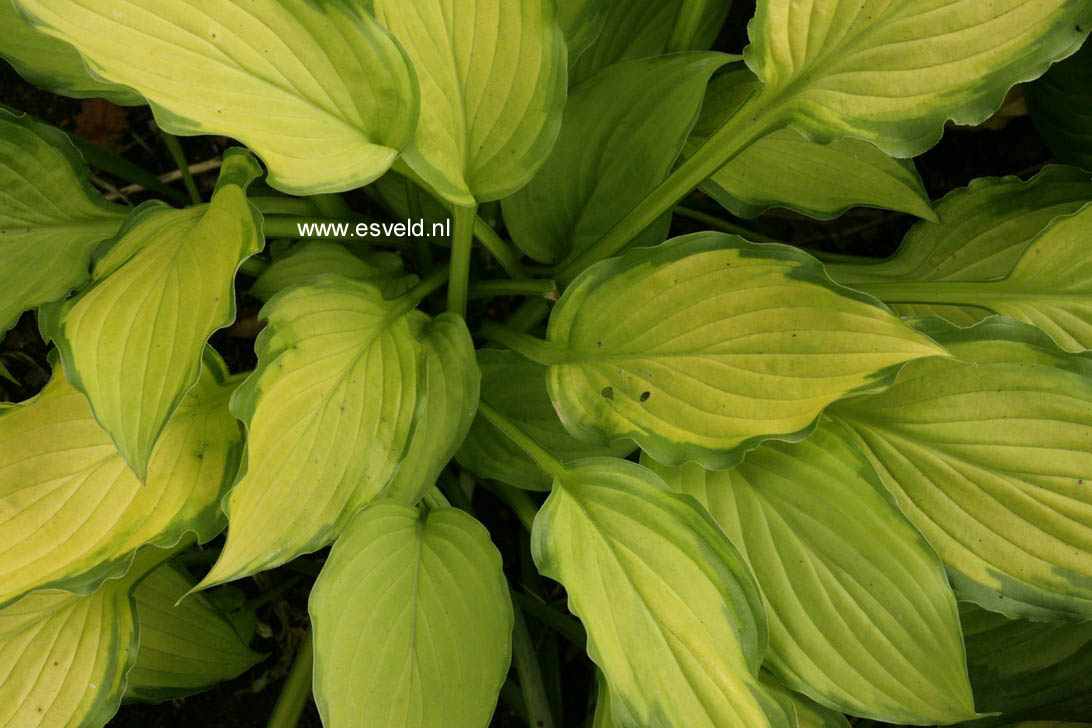 Hosta 'Lady Guineverre'