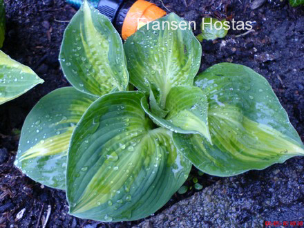 Hosta 'Lakeside Cupcake' (86219)