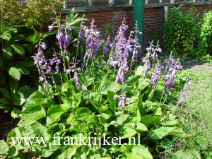 Hosta rectifolia (69260)