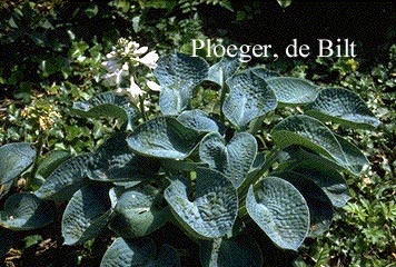 Hosta tokudama (74409)