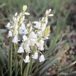Hyacinthoides hispanica 'White City' (84888)