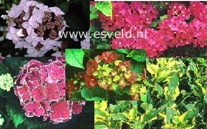 Hydrangea  Aanbiedingspakket B 6 planten