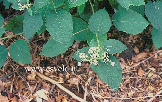 Hydrangea arborescens 'Astrid Lindgren' (12132)