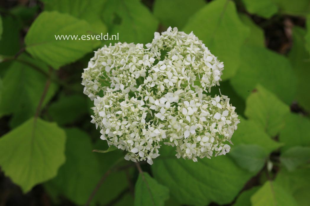 Hydrangea arborescens 'Ryan Gainey' (26677)
