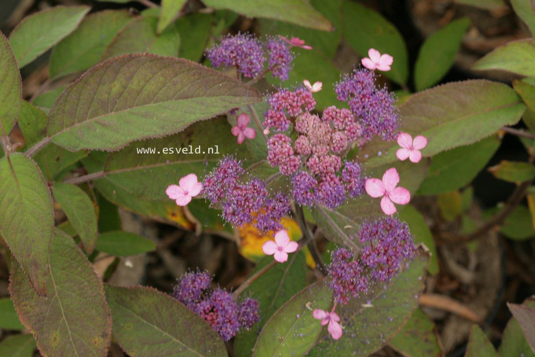 Hydrangea aspera 'The Ditch' (35995)