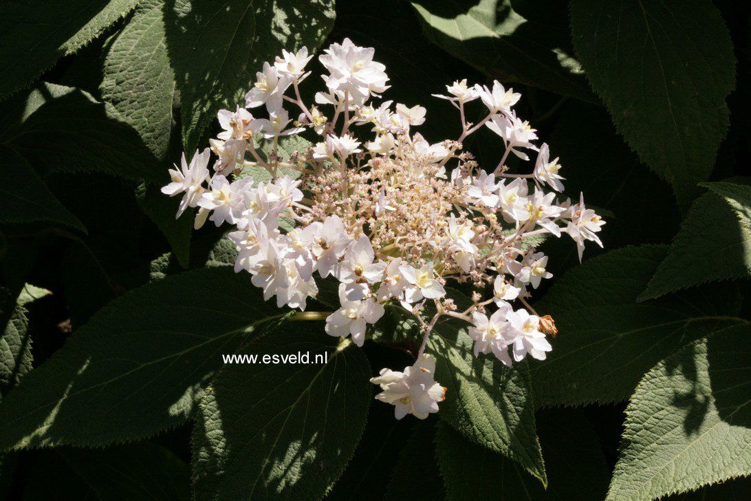 Hydrangea involucrata 'Mihara kokonoe tama'