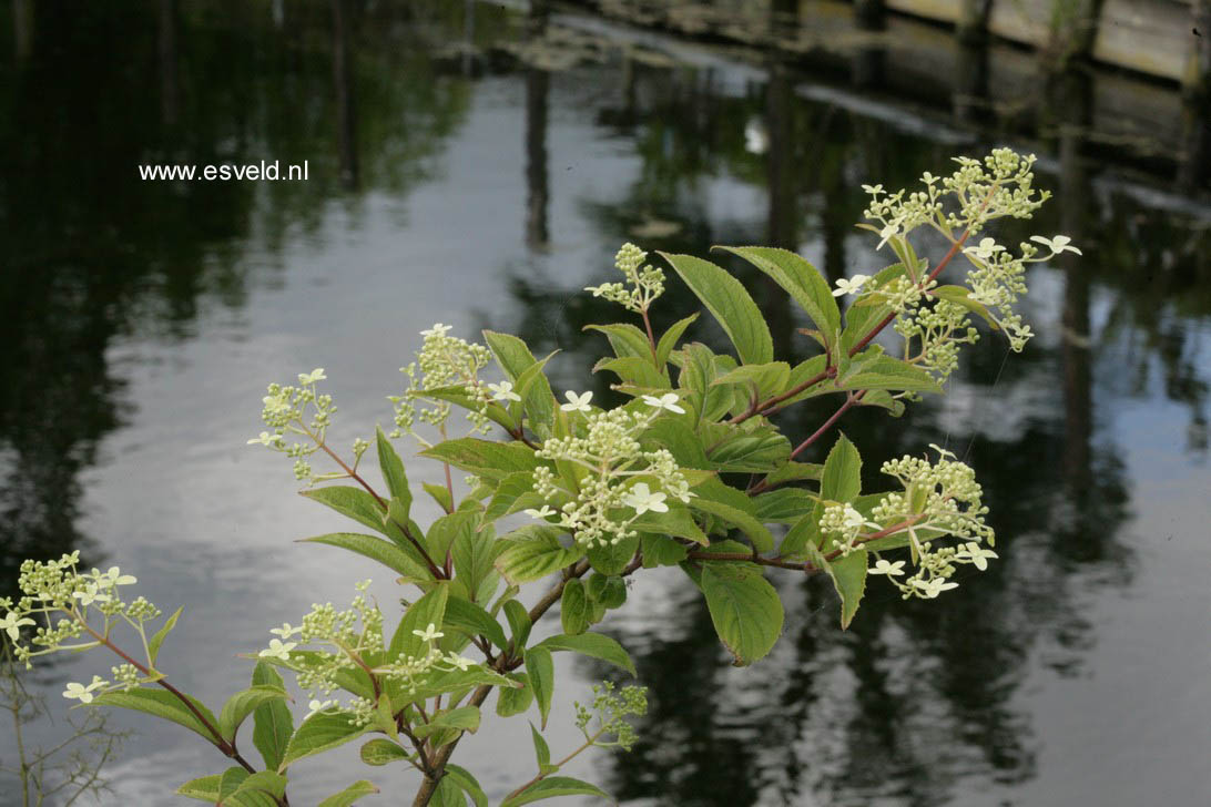 Hydrangea lingii