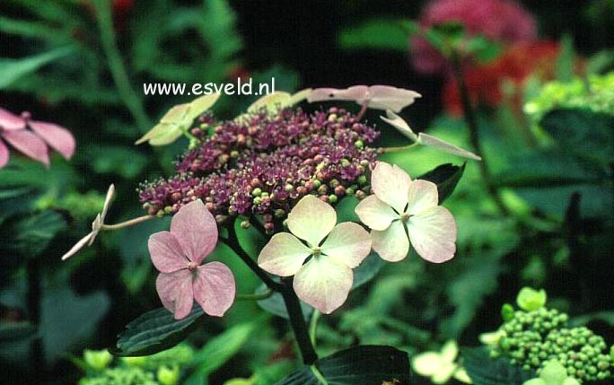 Hydrangea macrophylla 'Aduarda'