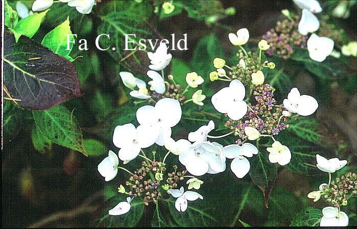 Hydrangea macrophylla 'Camieu' (11363)