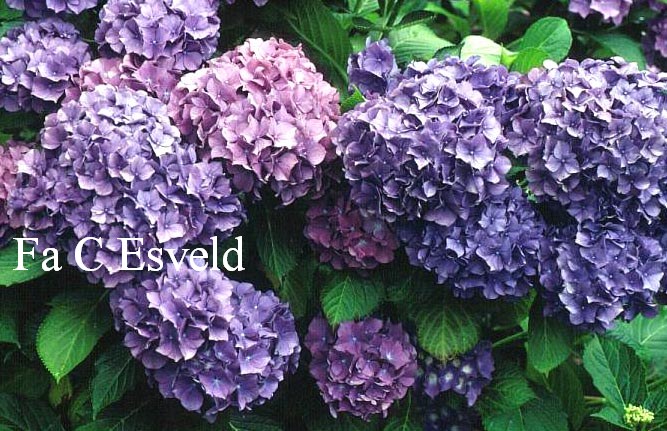 Hydrangea macrophylla 'Clara'