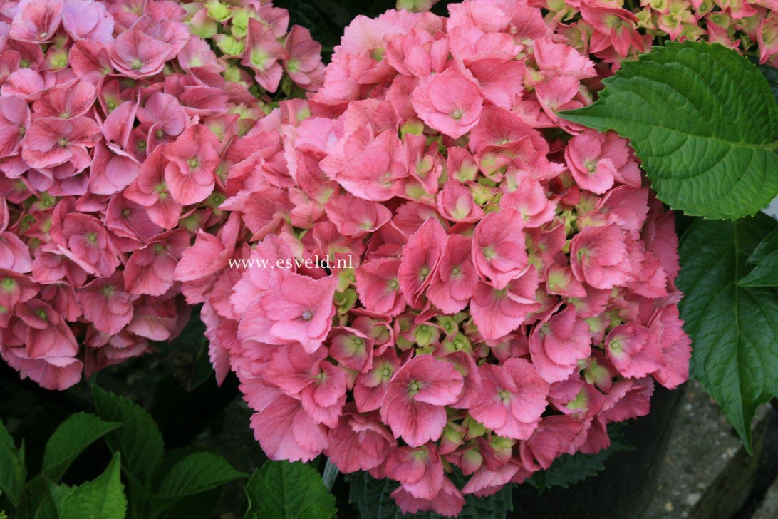 Hydrangea macrophylla 'Haru' (MAGICAL JEWEL) (33434)