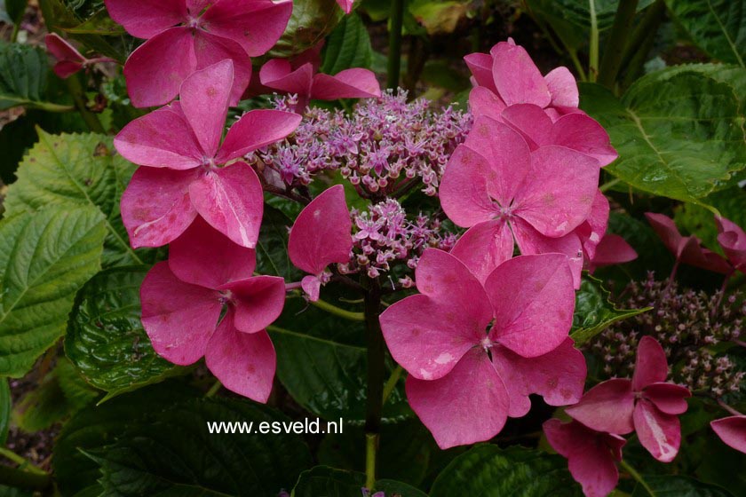  and description of Hydrangea macrophylla Kardinal  www.esveld.nl