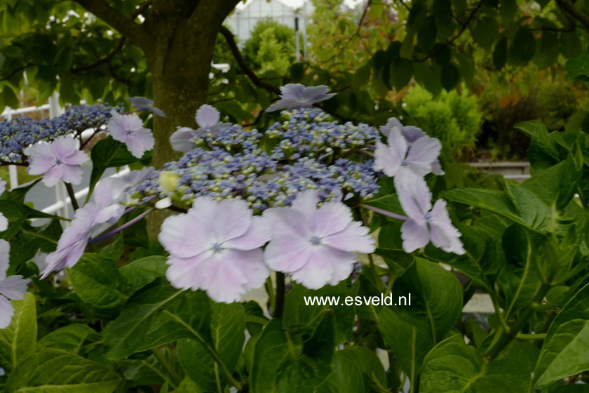 Hydrangea macrophylla 'Mikanba gaku'