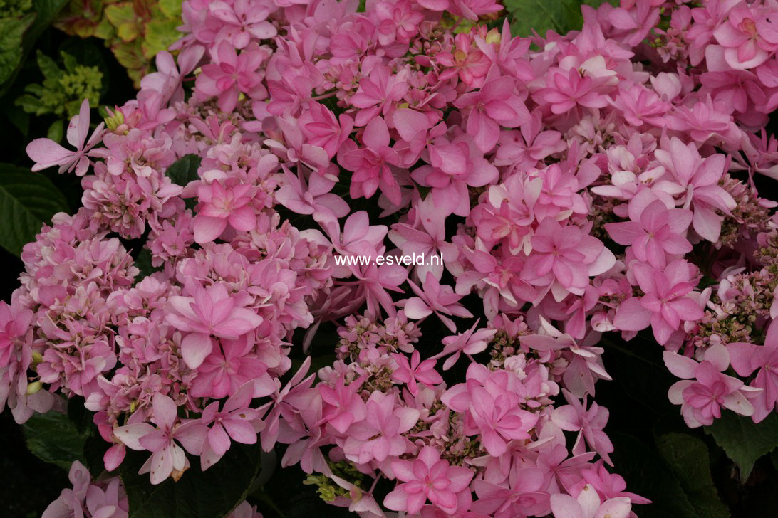 Hydrangea macrophylla 'Romance'