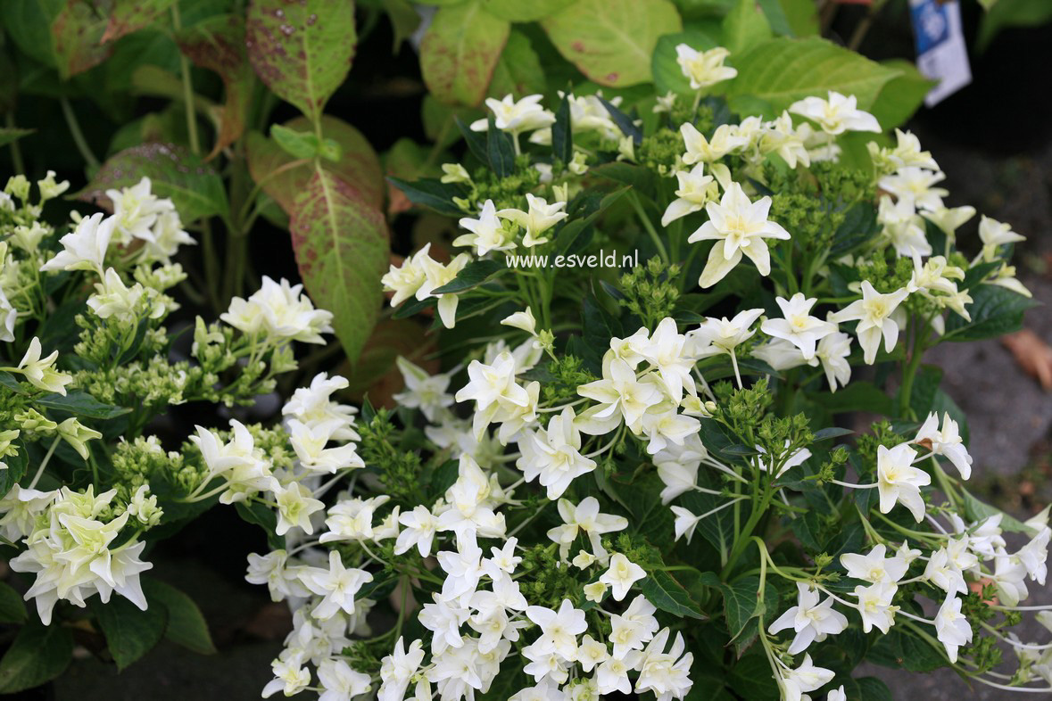 Hydrangea macrophylla 'Shooting Star' (30770)
