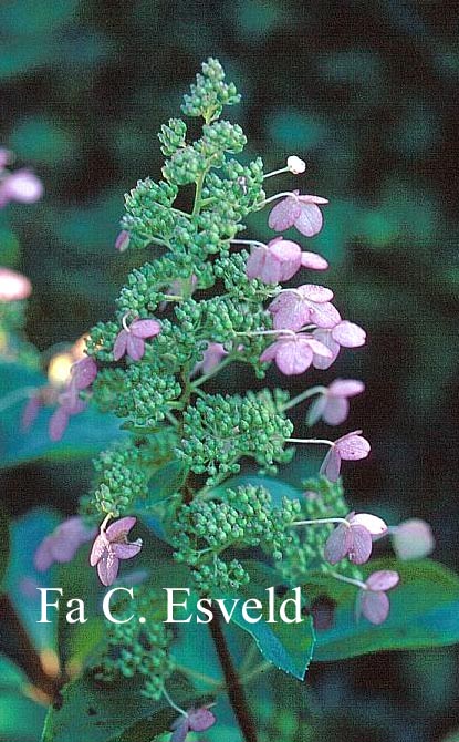 Hydrangea paniculata 'Great Escape' (12192)