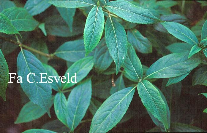 Hydrangea scandens 'Macrosepala'