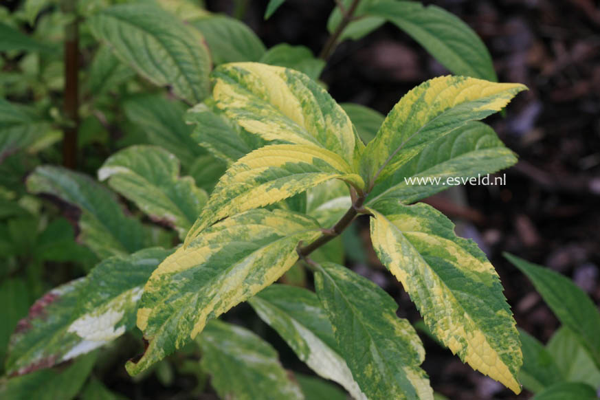 Hydrangea scandens 'Zuiko nishiki' (27230)