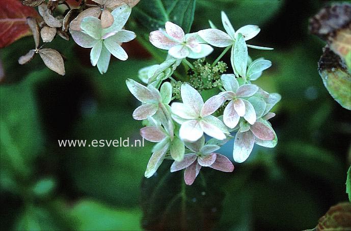 Hydrangea serrata 'Chiri-san-sue' (13744)