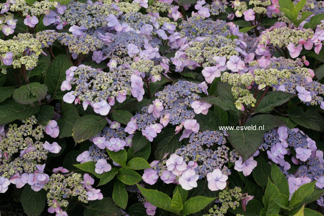 Hydrangea serrata 'Hallasan' (79462)