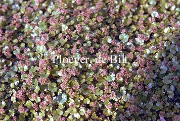 Hydrocotyle novae-zelandiae (72008)