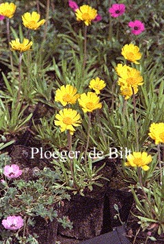 Hymenoxys scaposa (72010)